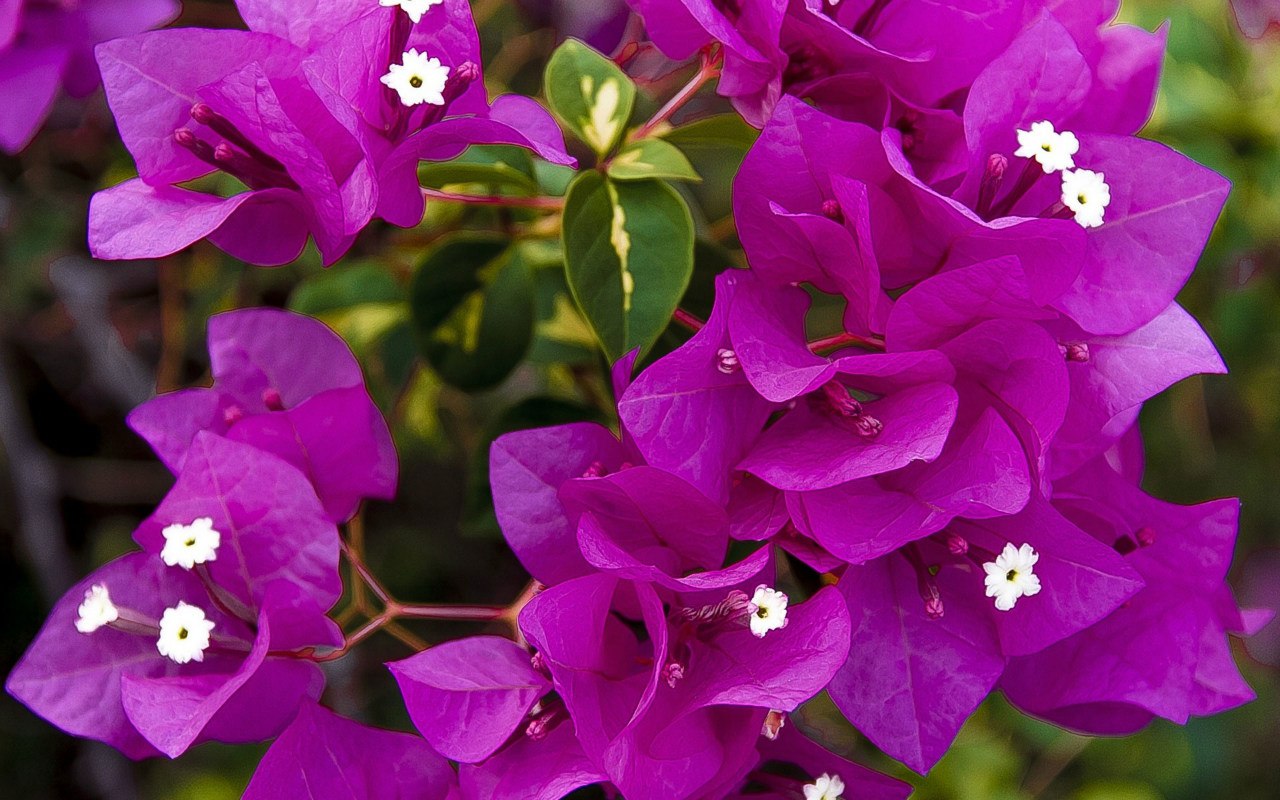 Mitä Tehdä, Jos Bougainvilleani On Kirvojen Saastuttama?