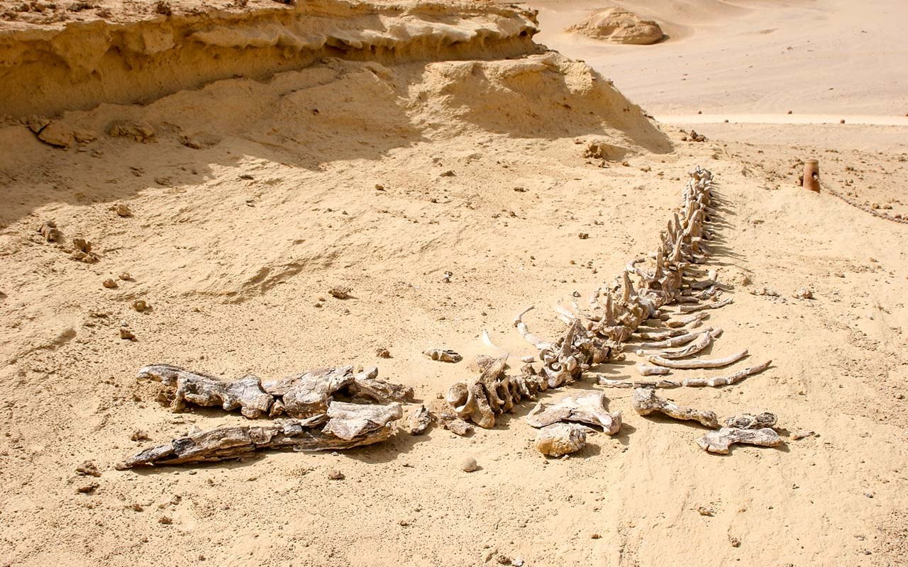 Egyptin Aavikko, Jossa On Satojen Esihistoriallisten Valaiden Fossiilijäännöksiä