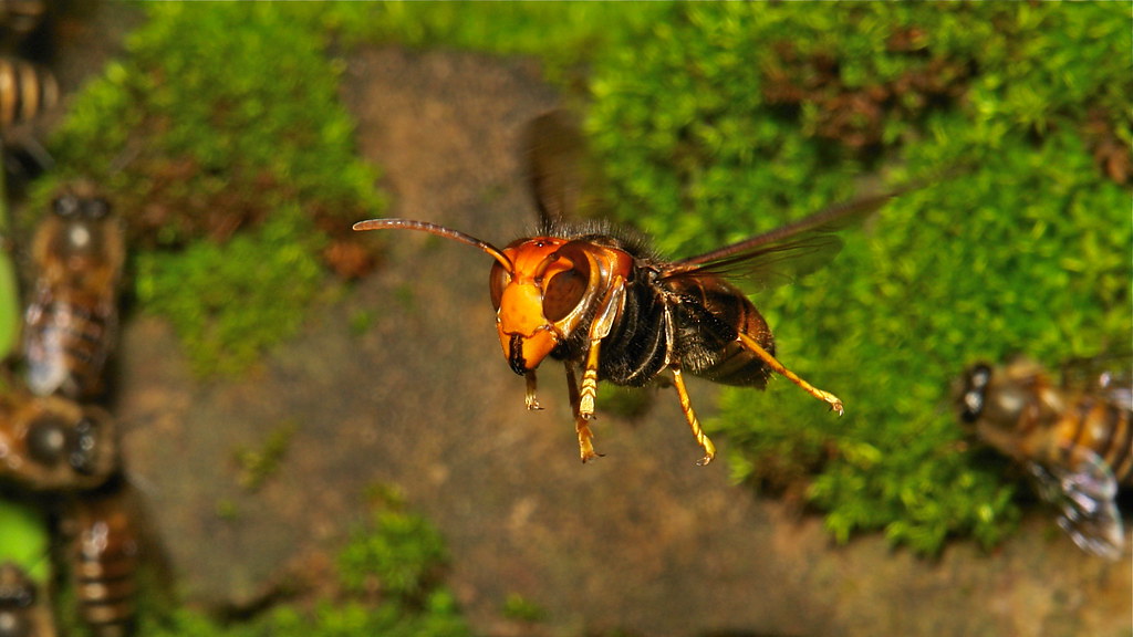Petolintu