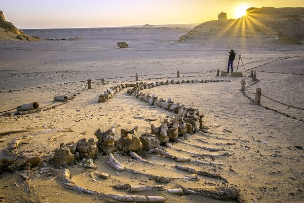 Egyptin