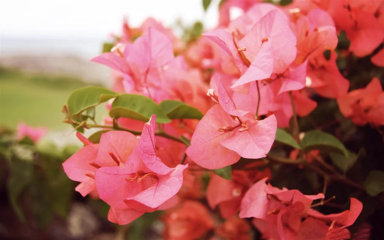 Mitä Tehdä, Jos Bougainvilleani On Kirvojen Saastuttama?