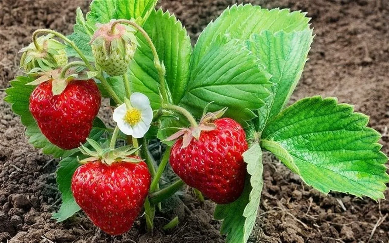 Kevät Vai Syksy: Milloin On Paras Aika Istuttaa Mansikoita?
