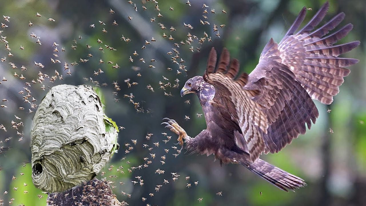 ”Petolintu Hyökkää Aasialaisen Herhiläisen Kimppuun”: Tutkimuksen Mukaan Tämä On Erittäin Hyvä Uutinen Biodiversiteetin Kannalta.