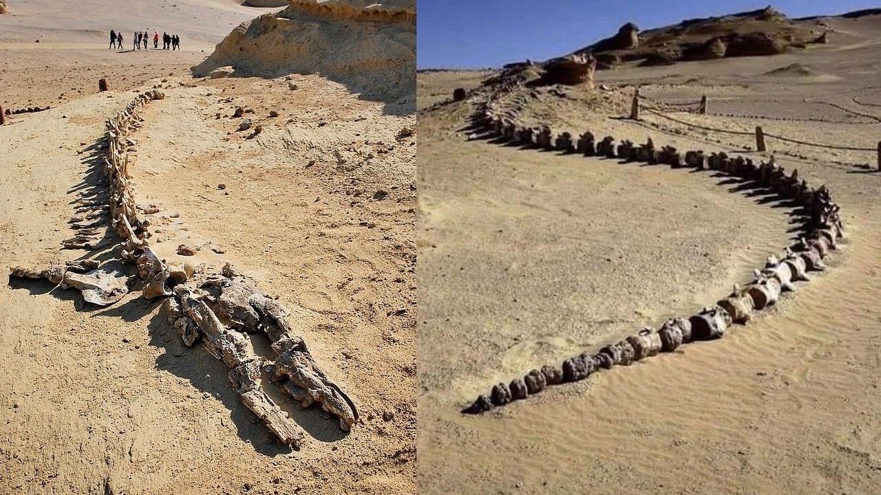 Egyptin Aavikko, Jossa On Satojen Esihistoriallisten Valaiden Fossiilijäännöksiä
